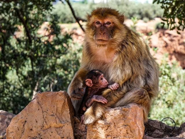 Barbary macaque and her baby sitting on a rock among the olive trees of Ouzoud