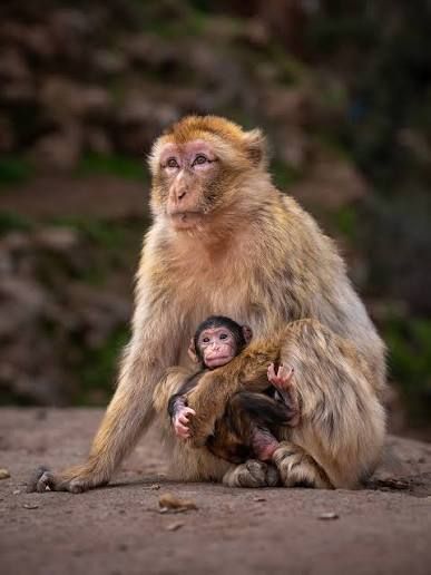 Barbary macaque mother holding her baby on the path at Ouzoud